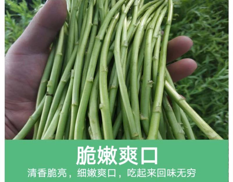 当季新鲜茼蒿（芦蒿）
