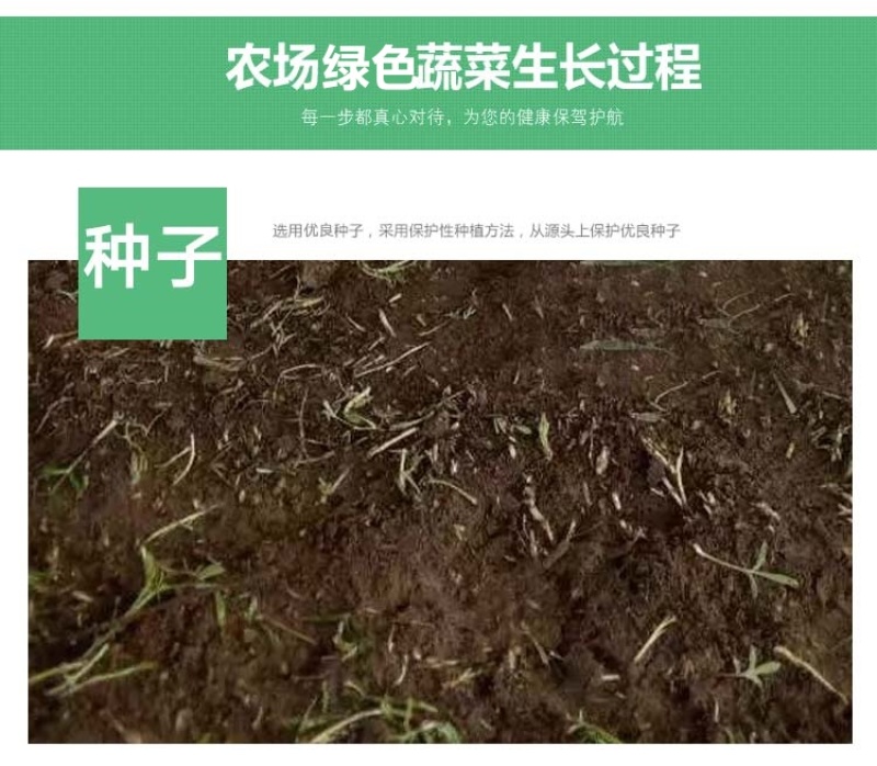 当季新鲜茼蒿（芦蒿）