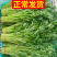 当季新鲜茼蒿（芦蒿）