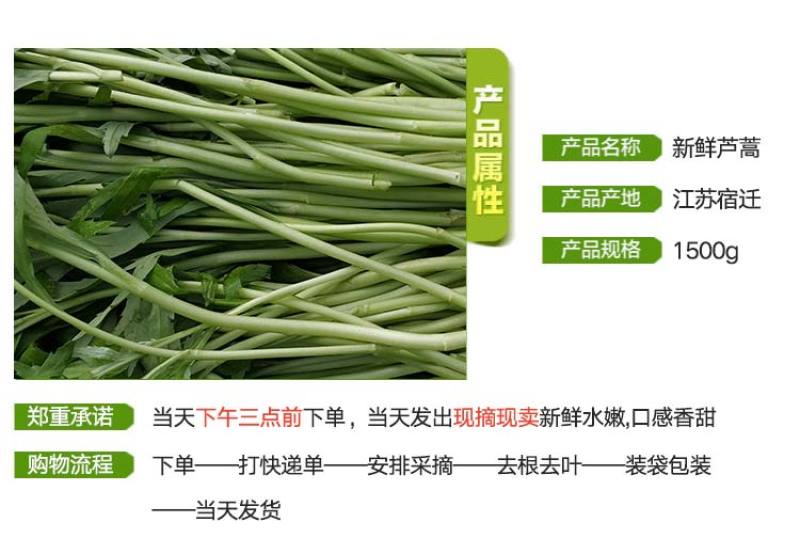 当季新鲜茼蒿（芦蒿）