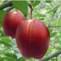 早酥红梨梨树苗，可以视频看货，支持线上保障交易
