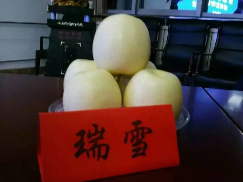 瑞雪苹果苗，苹果果树新品种