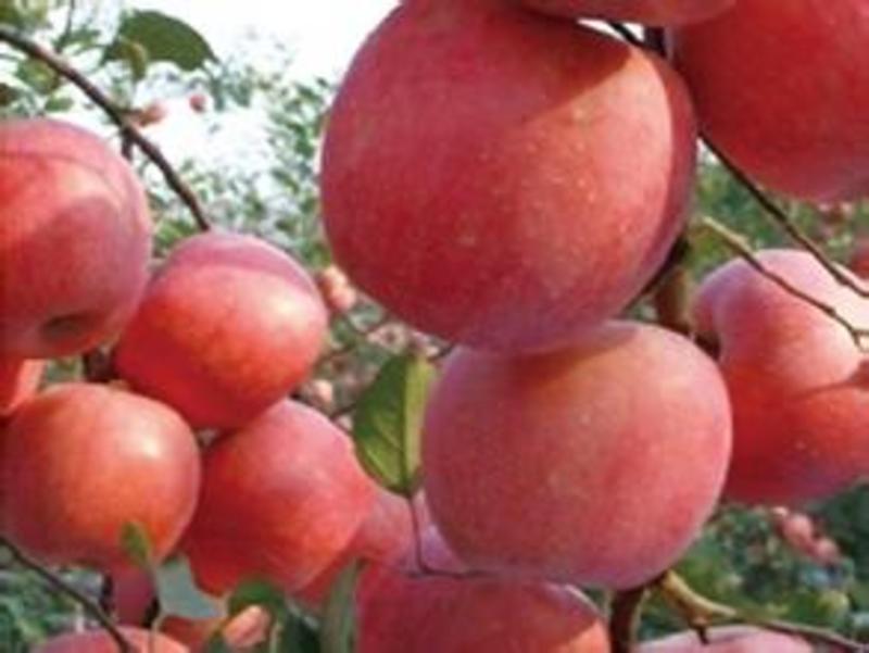 国庆红苹果树苗，河南美图果树基地直销