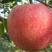 中秋王苹果果树新品种