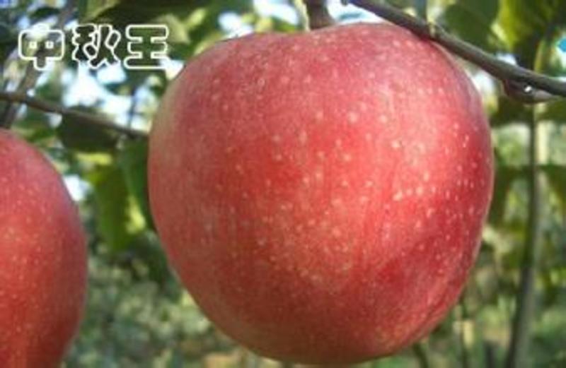 中秋王苹果果树新品种
