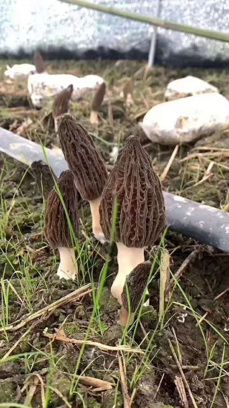 云南迪庆高原香格里拉羊肚菌