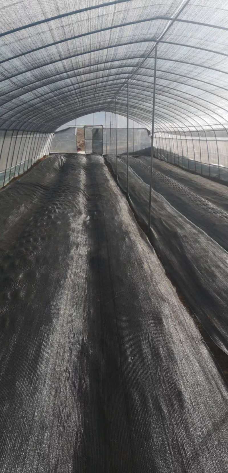 云南迪庆高原香格里拉羊肚菌