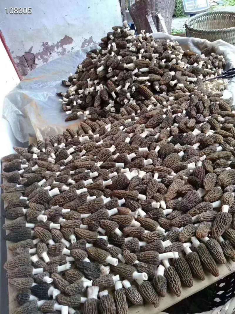 云南迪庆高原香格里拉羊肚菌