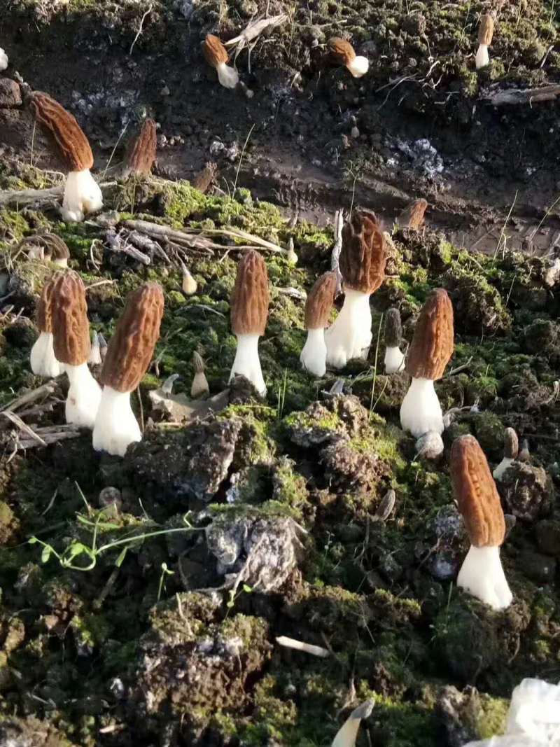 云南迪庆高原香格里拉羊肚菌