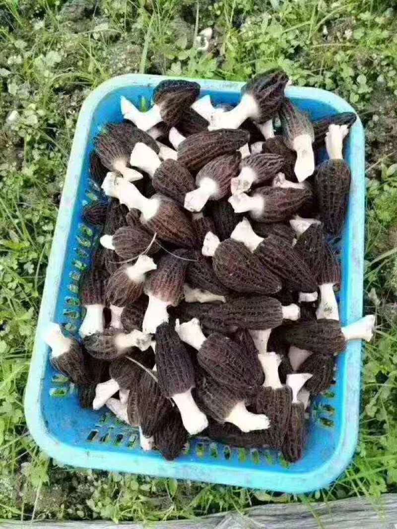 云南迪庆高原香格里拉羊肚菌