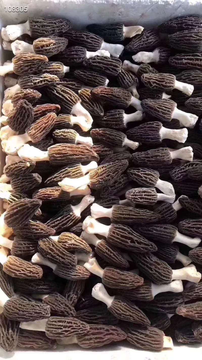 云南迪庆高原香格里拉羊肚菌