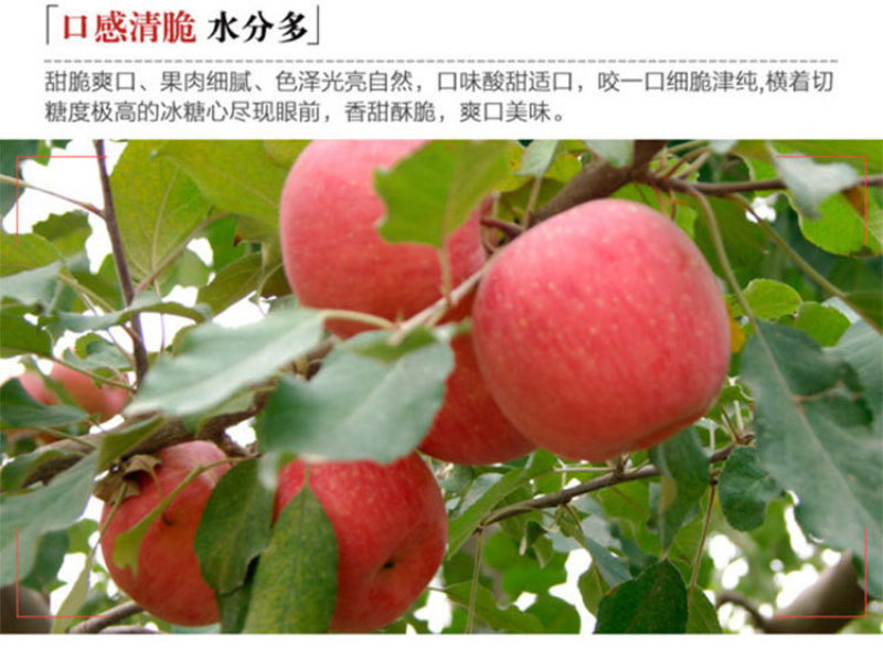 新疆阿克苏冰糖心红富士苹果批发新鲜生鲜水果