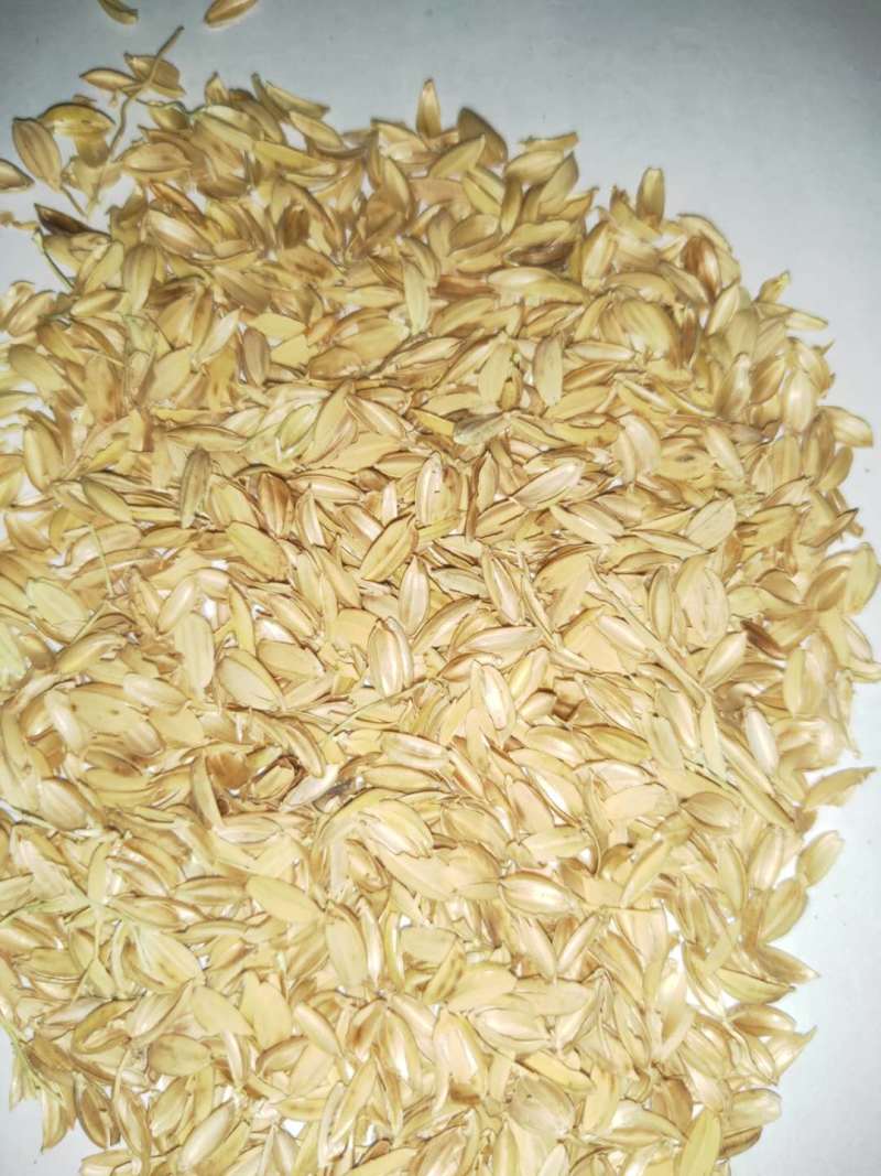 稻壳稻壳粉视频看货产地直销欢迎实地考察