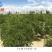 500g新疆黑蜂蜜便携挤压瓶枣花蜜纯正天然原蜜可泡百