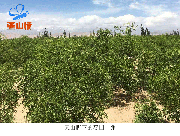 500g新疆黑蜂蜜便携挤压瓶枣花蜜纯正天然原蜜可泡百