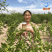 500g新疆黑蜂蜜便携挤压瓶枣花蜜纯正天然原蜜可泡百