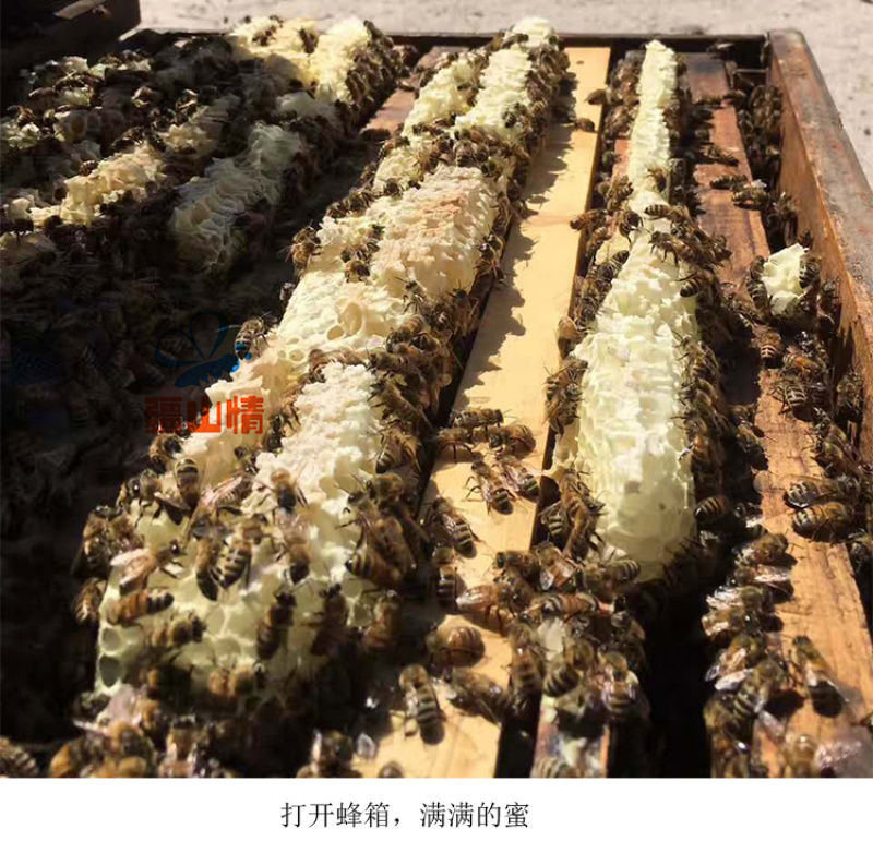 500g新疆黑蜂蜜便携挤压瓶枣花蜜纯正天然原蜜可泡百