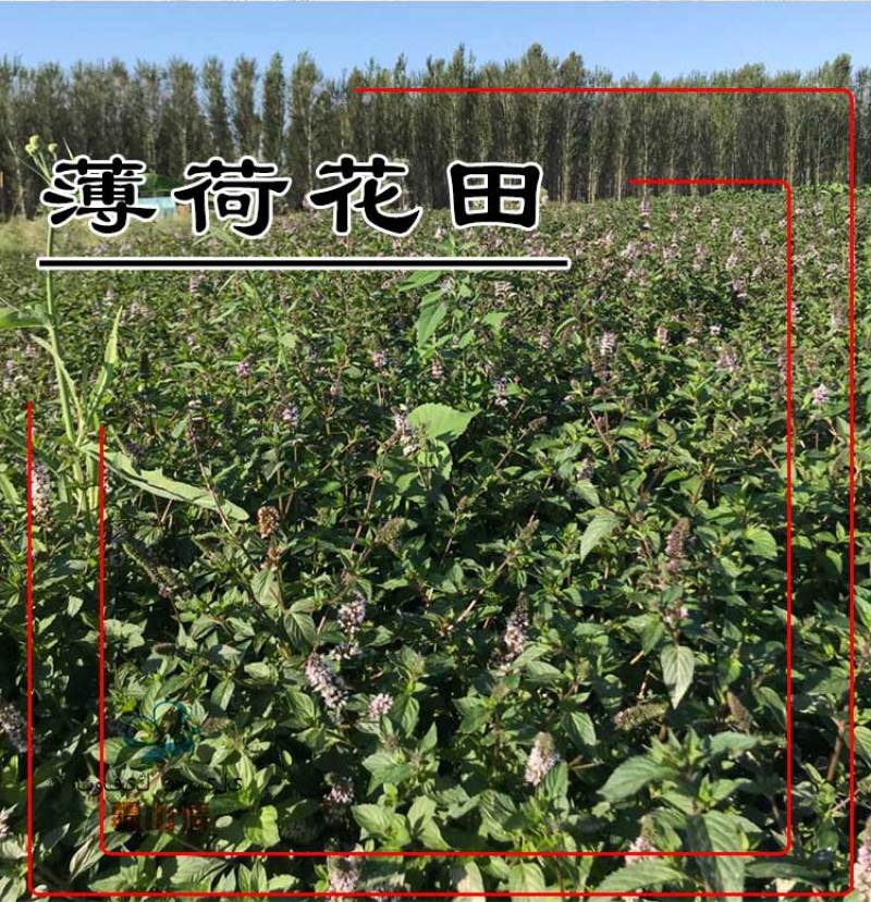 一斤老蜂巢蜜新疆黑蜂蜜纯正天然可以嚼着吃的蜂蜜500g盒