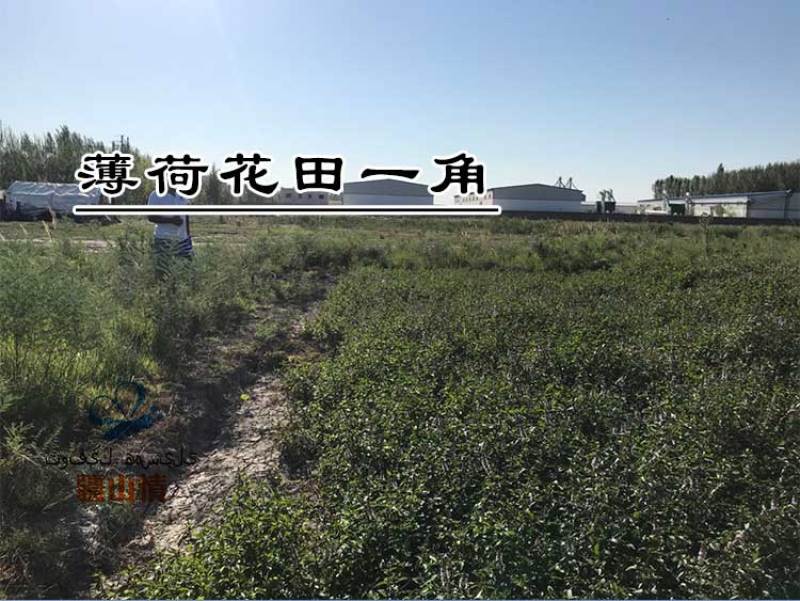 一斤老蜂巢蜜新疆黑蜂蜜纯正天然可以嚼着吃的蜂蜜500g盒