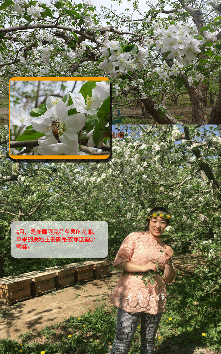 2斤苹果蜜正宗新疆野生百花蜂蜜纯正天然农家结晶成熟土蜂蜜