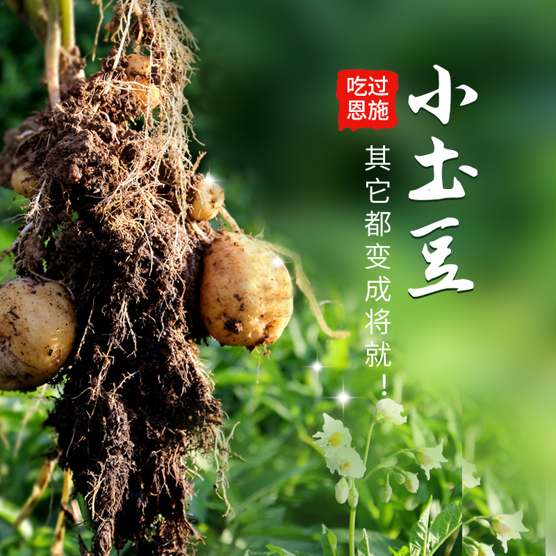 恩施小土豆正宗马尔科小土豆