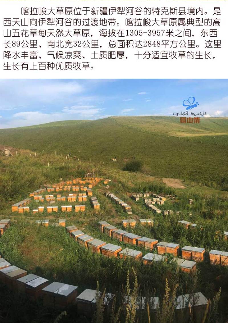 一斤新疆伊犁山花蜜尼勒克野生土蜂蜜纯正天然结晶