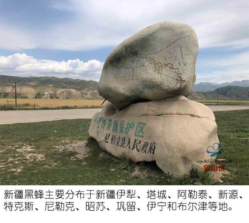 一斤新疆伊犁山花蜜尼勒克野生土蜂蜜纯正天然结晶