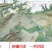 新货新疆吊干杏四团树上吊死干杏干特级无添加农家天然阿克苏
