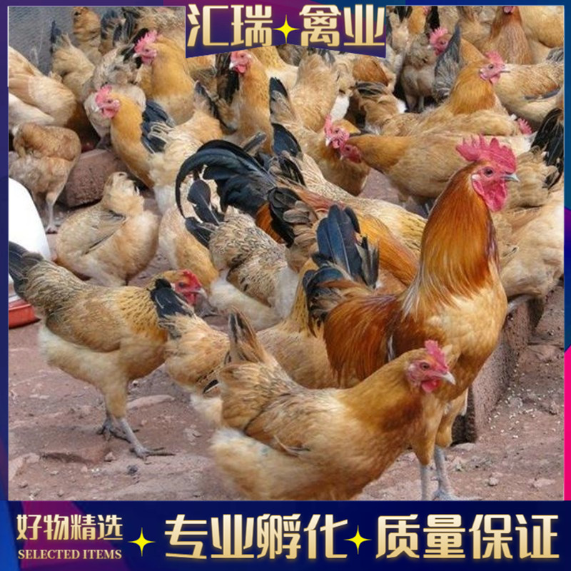 土鸡苗黑脚土鸡苗青脚土鸡苗生态散养鸡