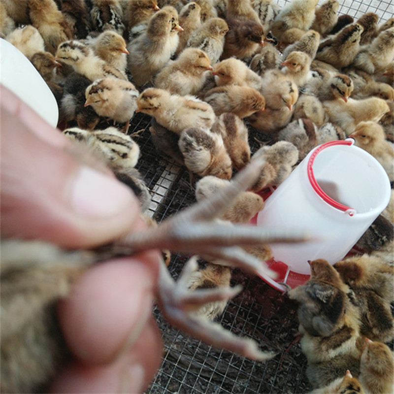土鸡苗黑脚土鸡苗青脚土鸡苗生态散养鸡