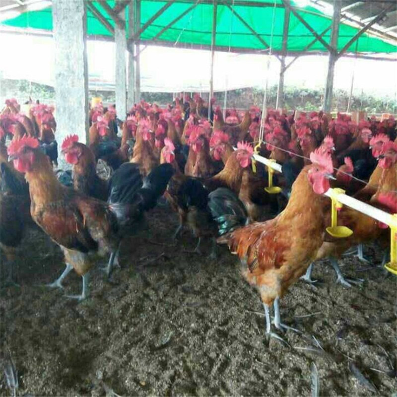 土鸡苗黑脚土鸡苗青脚土鸡苗生态散养鸡