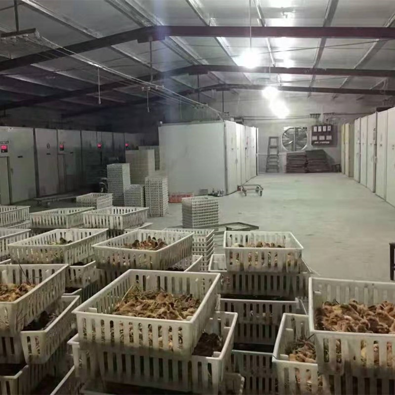 土鸡苗黑脚土鸡苗青脚土鸡苗生态散养鸡