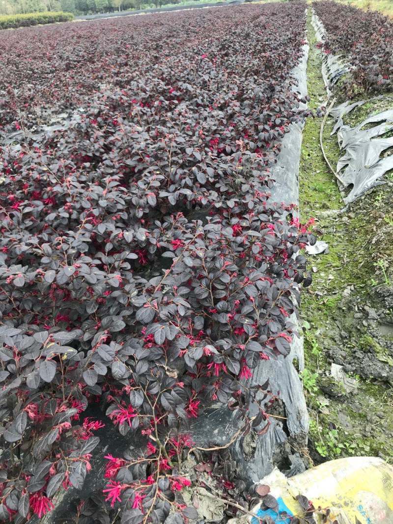 供应高25-30高红花继木小苗价格0.6元，优质四川货源