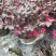 供应高25-30高红花继木小苗价格0.6元，优质四川货源