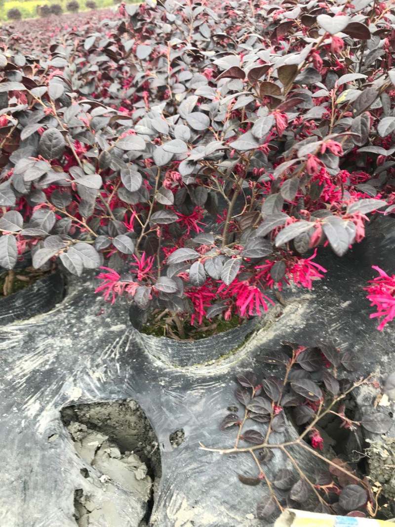 供应高25-30高红花继木小苗价格0.6元，优质四川货源