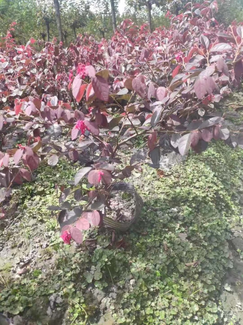 供应高25-30高红花继木小苗价格0.6元，优质四川货源