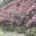 供应高25-30高红花继木小苗价格0.6元，优质四川货源