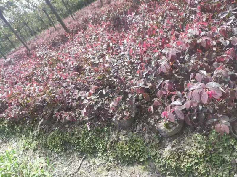 供应高25-30高红花继木小苗价格0.6元，优质四川货源