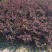 供应高25-30高红花继木小苗价格0.6元，优质四川货源