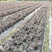供应高25-30高红花继木小苗价格0.6元，优质四川货源