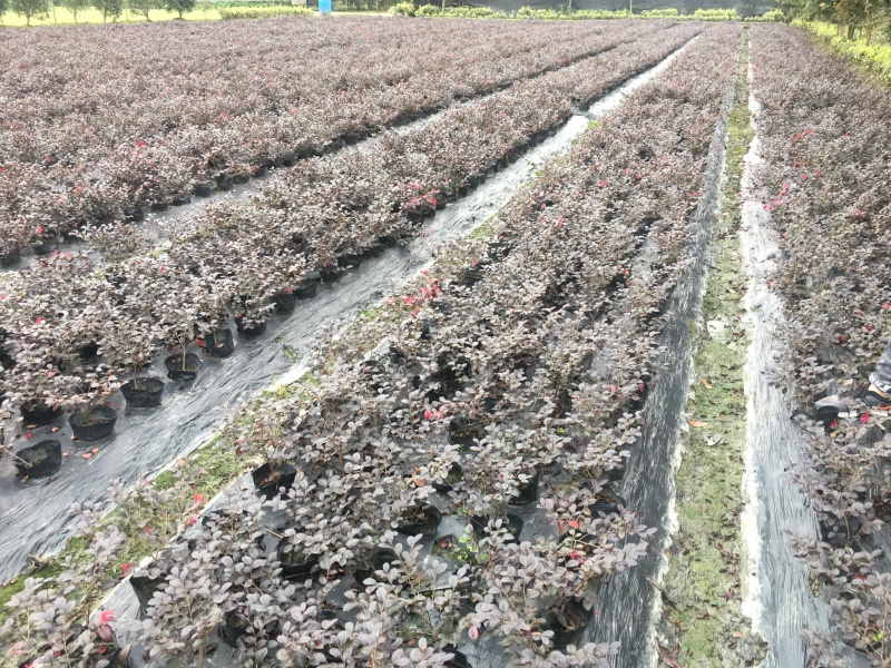 供应高25-30高红花继木小苗价格0.6元，优质四川货源