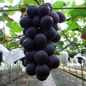 巨峰葡萄品种葡萄果树