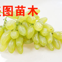 金手指葡萄苗，商丘美图果树可以视频看货，支持线上保障交易