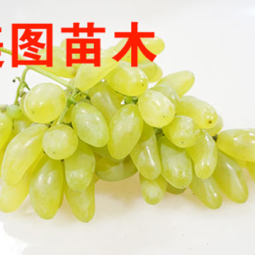 金手指葡萄苗，商丘美图果树可以视频看货，支持线上保障交易