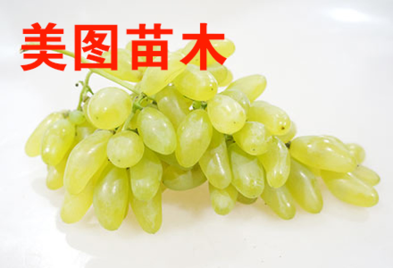 金手指葡萄苗，商丘美图果树可以视频看货，支持线上保障交易