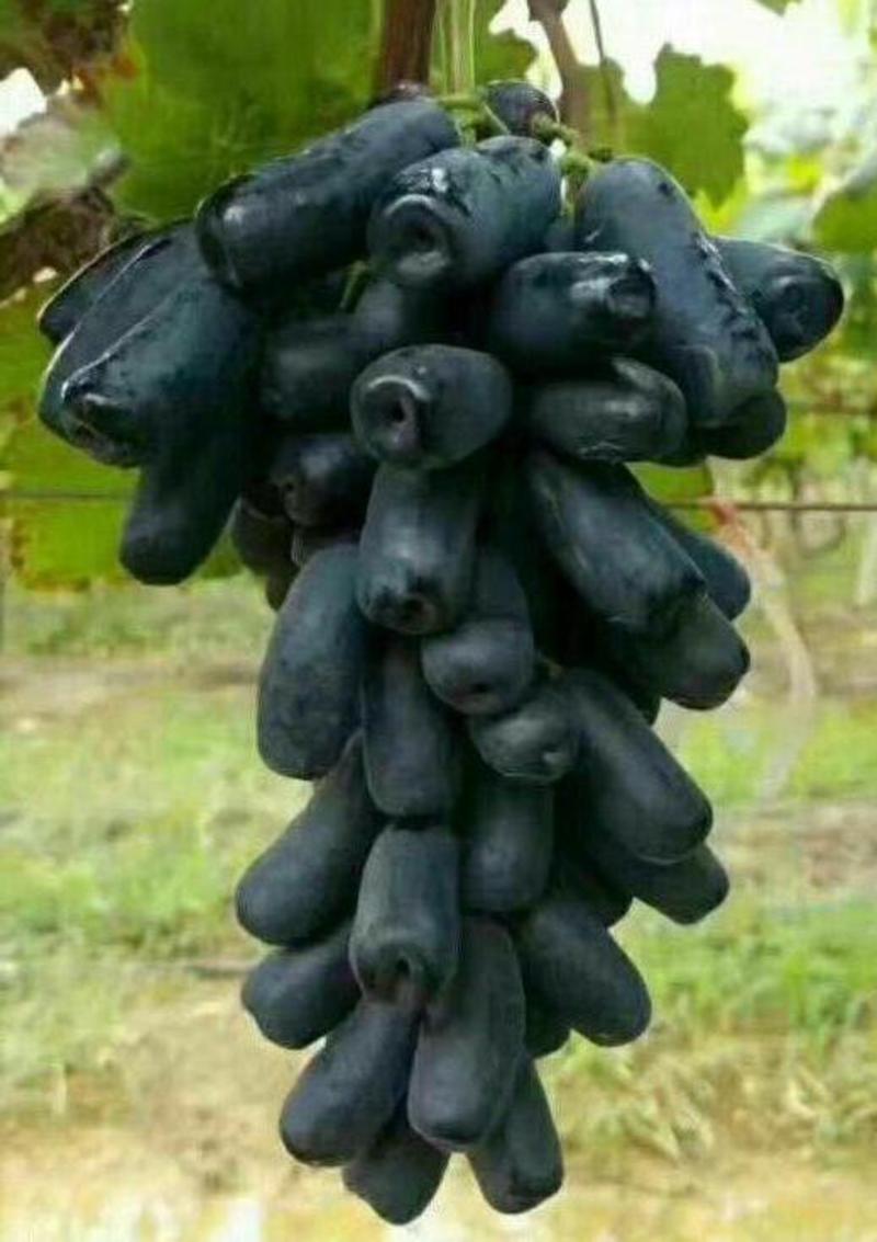 甜脆黑宝石葡萄新品种葡萄苗