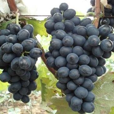 夏黑葡萄优系品种树苗