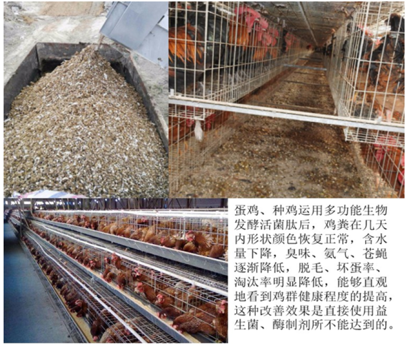 多功能生物发酵活菌肽肠道保健降低料耗提前出栏快速降低栏舍