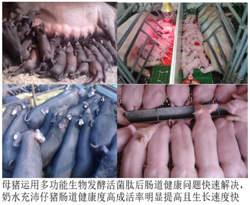 多功能生物发酵活菌肽肠道保健降低料耗提前出栏快速降低栏舍