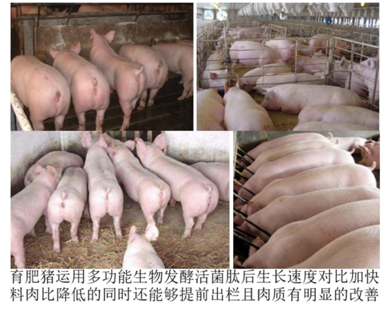 多功能生物发酵活菌肽肠道保健降低料耗提前出栏快速降低栏舍